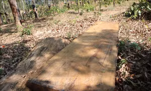 Kon Tum: Điều tra vụ hàng chục gốc cây bị cưa hạ ở xã Đăk Pxi