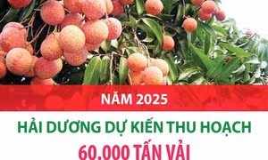 Năm 2025: Hải Dương dự kiến thu hoạch 60.000 tấn vải