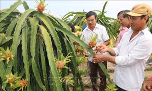 Biến thách thức thành cơ hội - Bài 2: Con đường làm giàu cho nông hộ