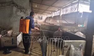 Khẩn trương kiểm soát dịch tả lợn châu Phi