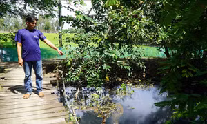 Đời sống, sản xuất của người dân bị ảnh hưởng vì rạch Ông Ấu ô nhiễm