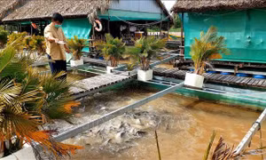 Lão nông thành công với mô hình nuôi cá lồng bè kết hợp du lịch