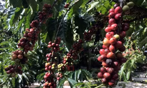 Cà phê được mùa, được giá, người trồng phấn khởi