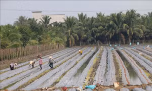 Trồng rau màu thu lãi đến 310 triệu đồng/ha