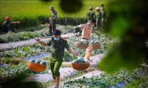 Đoàn viên thanh niên công an hỗ trợ bà con thu hoạch nông sản ở Yên Dũng