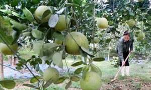 Ưu tiên chính sách tìm đầu ra cho nông sản miền núi