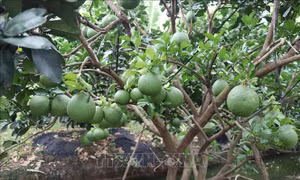 Sắp ban hành nghị quyết tháo gỡ vướng mắc về cấp mã số vùng trồng