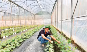 Xây dựng mô hình sản xuất rau theo hướng VietGAP tại Cần Thơ
