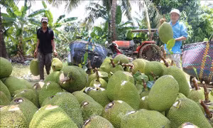 Giá mít Thái tăng trở lại