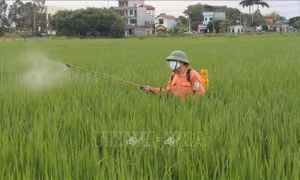 Kiểm soát thuốc bảo vệ thực vật để nâng chuẩn nông sản xuất khẩu