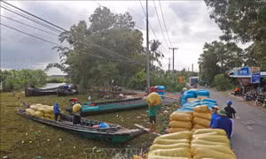 Cà Mau hỗ trợ nông dân tiêu thụ vụ lúa Hè Thu