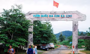 Gia Lai: Phát hiện nhiều sai phạm trong quản lý, bảo vệ rừng năm 2018