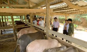 Nhân rộng gương nông dân làm kinh tế giỏi