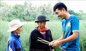 Khởi nghiệp thành công bằng mô hình trồng măng tây sạch