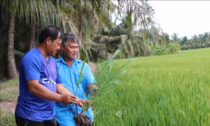Nông nghiệp xanh tạo nền tảng phát triển ở Hùng Hòa