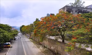 Những con đường rợp hoa phượng đỏ ở Hòa Bình