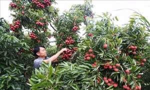 Bắc Ninh: Doanh thu từ vải thiều tăng hơn 91% dù mất mùa
