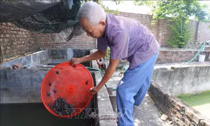Nghị lực vươn lên thoát nghèo của người thương binh nặng