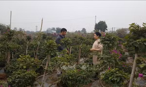 Thắm sắc Xuân trên quê hương Thánh Gióng