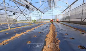 Những nghịch lý của sự phát triển 'nóng' nhà kính ở Đà Lạt