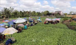Thành công nhờ chủ động ứng phó hạn mặn từ sớm