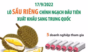 Thông tin về lô sầu riêng đầu tiên xuất khẩu chính ngạch sang Trung Quốc