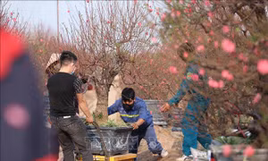 Hàng vạn gốc đào Nhật Tân bắt đầu khoe sắc