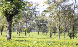 Gia Lai trở mình vào mùa đẹp nhất trong năm 