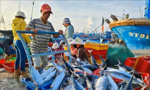 Ngư dân vươn khơi khai thác vụ cá Nam