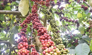 Cơ hội để cà phê Việt thâm nhập sâu vào thị trường châu Phi