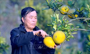 Làm giàu từ mô hình trồng cây ăn quả