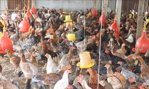 Giá gà thịt tiếp tục giảm, người nuôi lỗ nặng