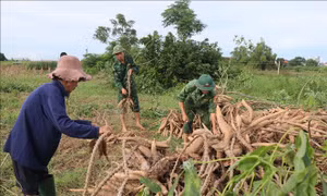 Giúp dân thu hoạch nông sản vùng ngập lũ