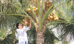 Trái dừa khô tăng giá, người trồng phấn khởi đầu tư