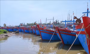 Bão số 11: Ninh Bình tổ chức neo đậu tàu thuyền xong trước 17 giờ ngày 5/10
