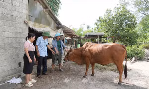 Khẩn trương khống chế ổ dịch lở mồm long móng trên đàn gia súc