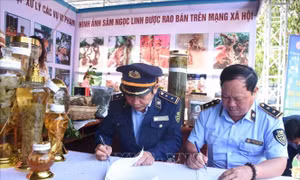 Bảo vệ thương hiệu sâm Ngọc Linh