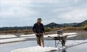 Mưa trái mùa làm thiệt hại hàng trăm ha muối ở TP Hồ Chí Minh