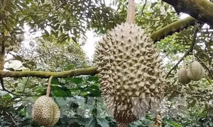 Sầu riêng Tiền Giang nghịch vụ được mùa, trúng giá