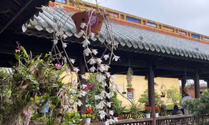 Hơn 1.000 cây cảnh và hoa phong lan ba miền phô diễn vẻ đẹp tại Huế