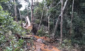 Điều tra, làm rõ trách nhiệm cán bộ khai thác gỗ trái phép tại Khu bảo tồn thiên nhiên Kẻ Gỗ