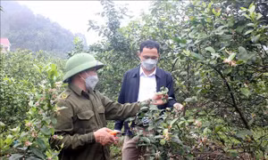 Tuyên Quang: Ổn định, nâng cao đời sống cho người dân tái định cư xã Phù Lưu