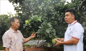 Chàng giám đốc trẻ đưa bưởi da xanh Sông Xoài vươn xa