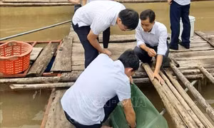 Nỗ lực giảm nghèo ở huyện vùng cao biên giới Nậm Nhùn