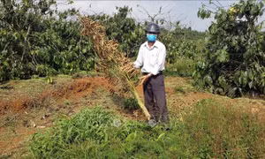 Cần ngăn chặn tình trạng phá hoại vườn cây của người dân ở Di Linh, Lâm Đồng