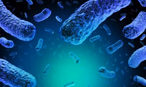 Công ty thực phẩm Mỹ thu hồi loạt sản phẩm nghi nhiễm vi khuẩn listeria