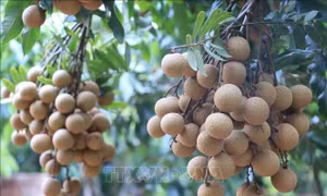 Hàng chục tấn nhãn Việt vào thị trường Australia