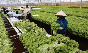 Đổi mới tư duy, phát huy năng lực trong sản xuất nông nghiệp​