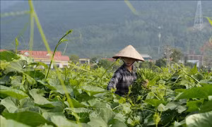 Nông dân kiếm gần 200 triệu đồng/ha nhờ trồng su su chất lượng cao