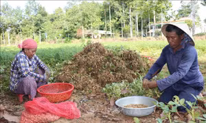 Nông dân Vĩnh Long thất thu vụ lạc